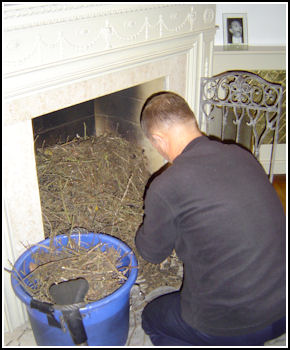 Basil the Brush - bird nest removal
